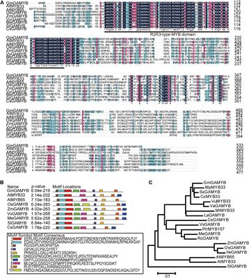 Overexpression of GmGAMYB Accelerates the Transition to Flowering and Increases Plant Height in Soybean